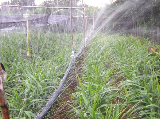 噴灌帶實拍實用圖